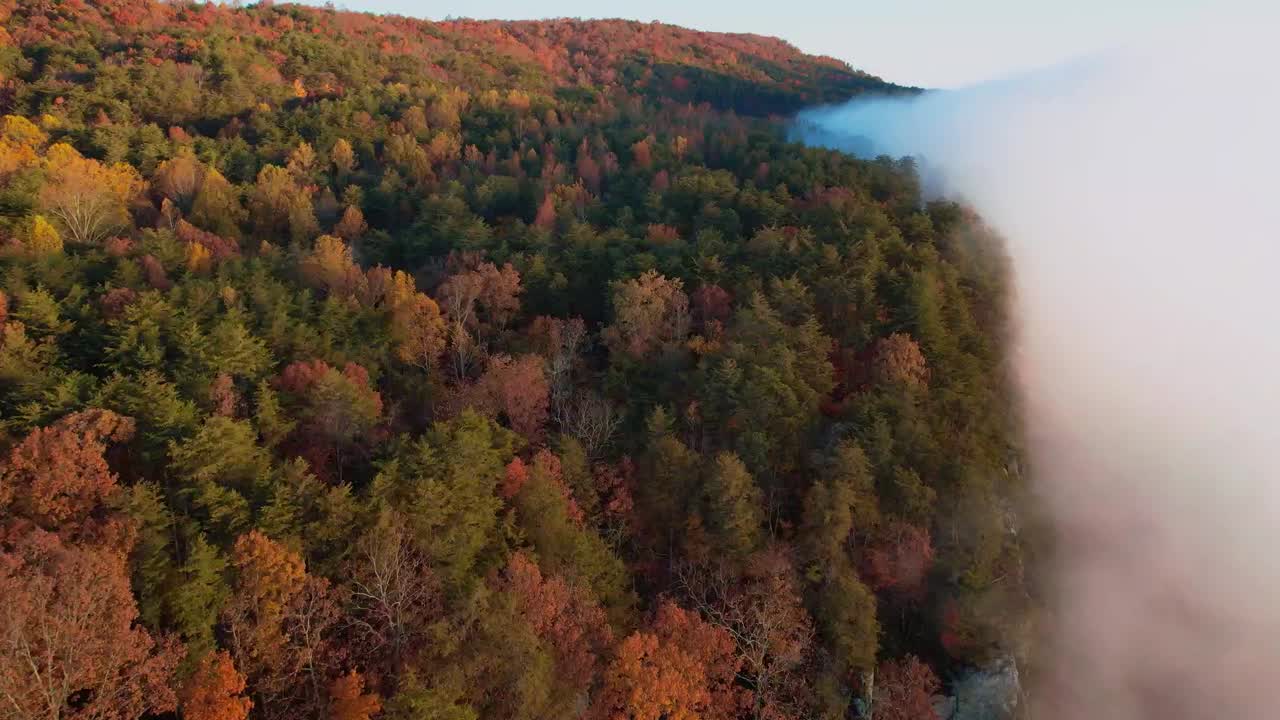 Bolt Farm Treehouse — above the clouds